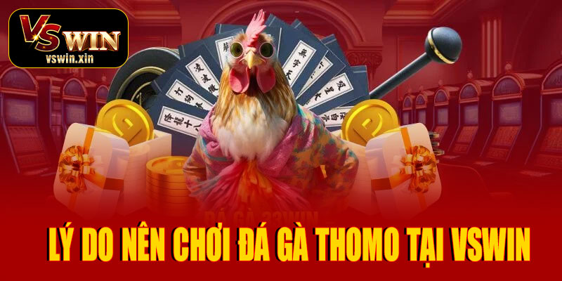 Lý do nên chơi đá gà Thomo tại VSwin