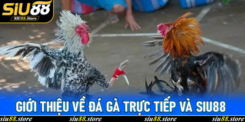 Giới thiệu về Đá Gà Trực Tiếp và Siu88