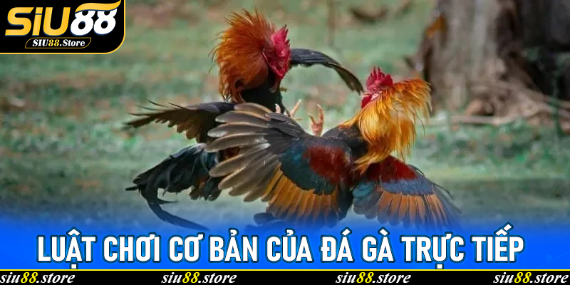 Luật chơi cơ bản của Đá Gà Trực Tiếp